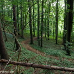 Wald in Jena