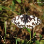 Schachbrett Schmetterling